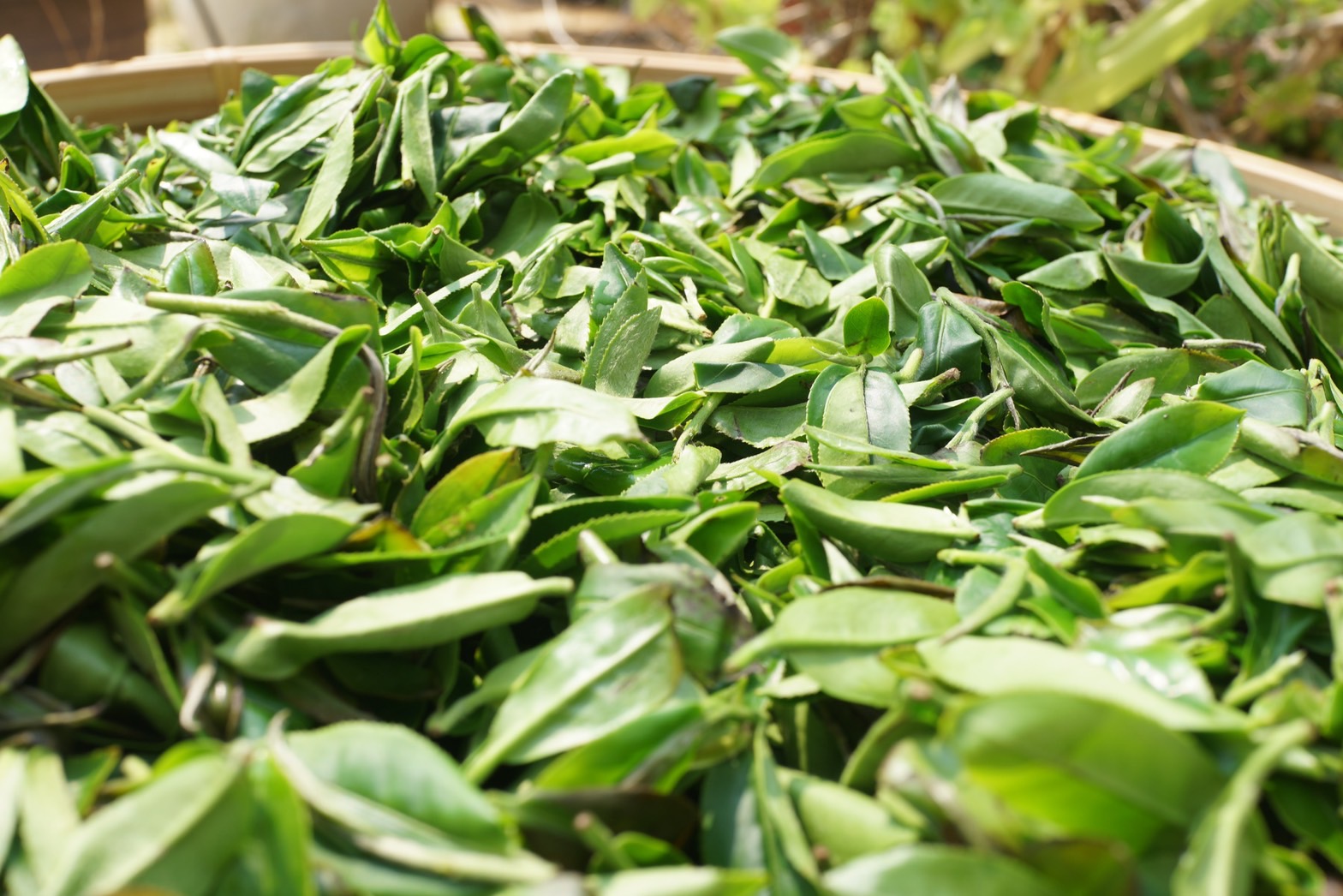 NinenineClass 0912 0917 Microbial fermentation tea 04