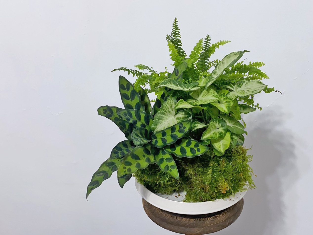 NinenineClass 0622 Handmade moss ball 02