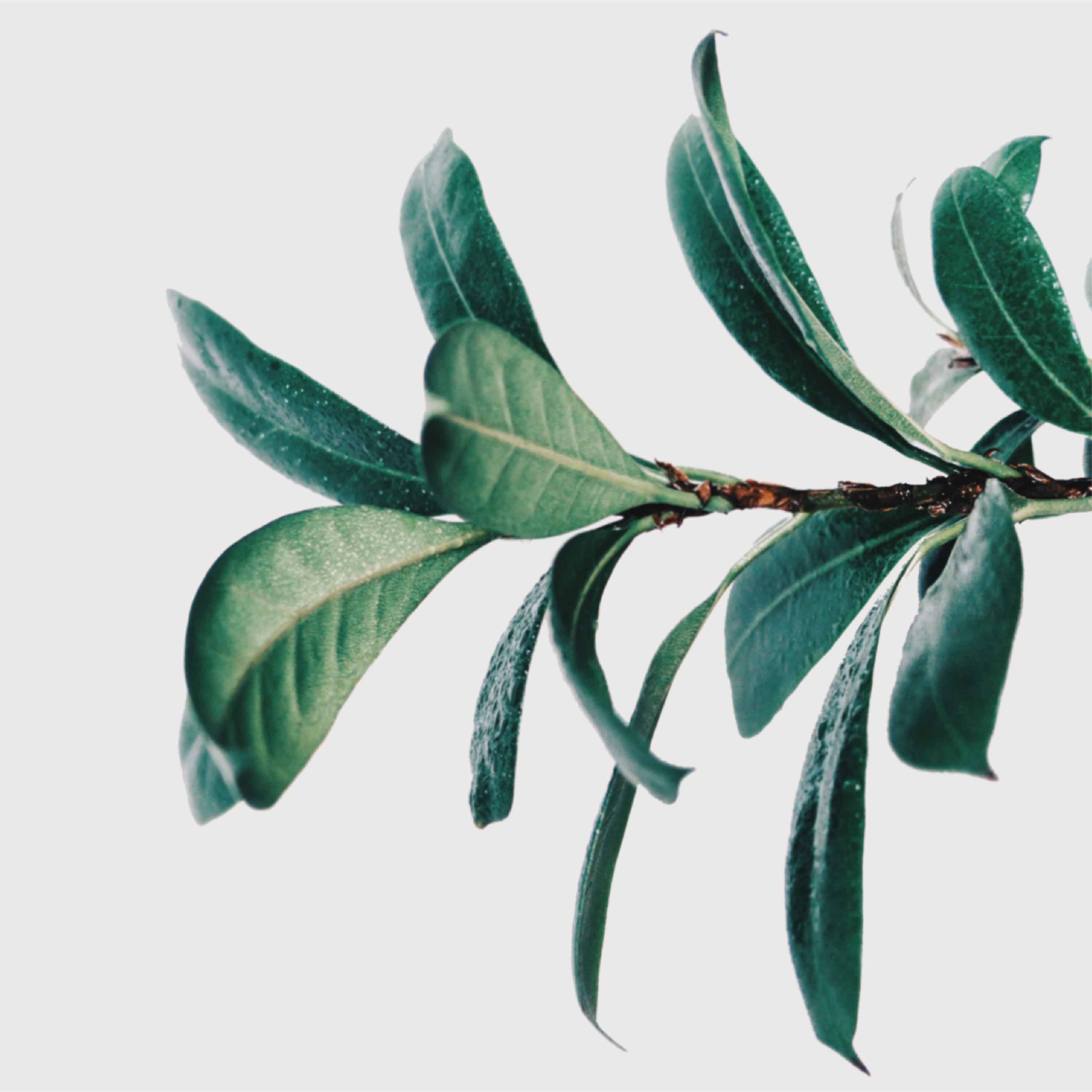 NinenineClass corporate class 33