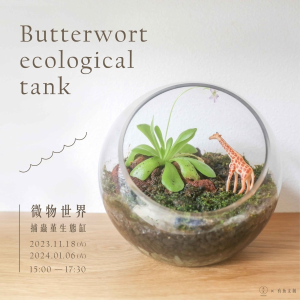 微物世界-捕蟲堇生態缸 Butterwort ecological tank